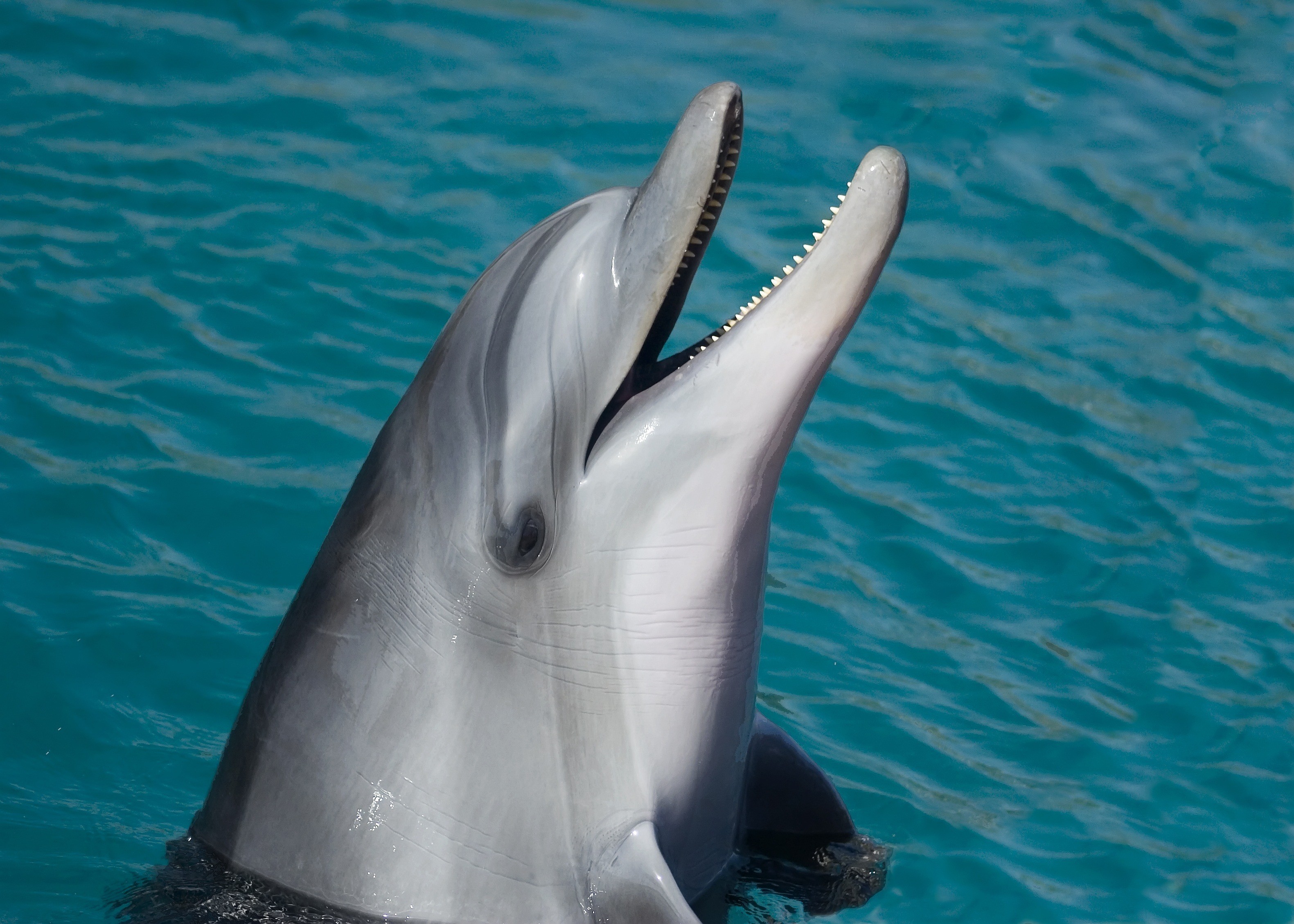 Dolphin