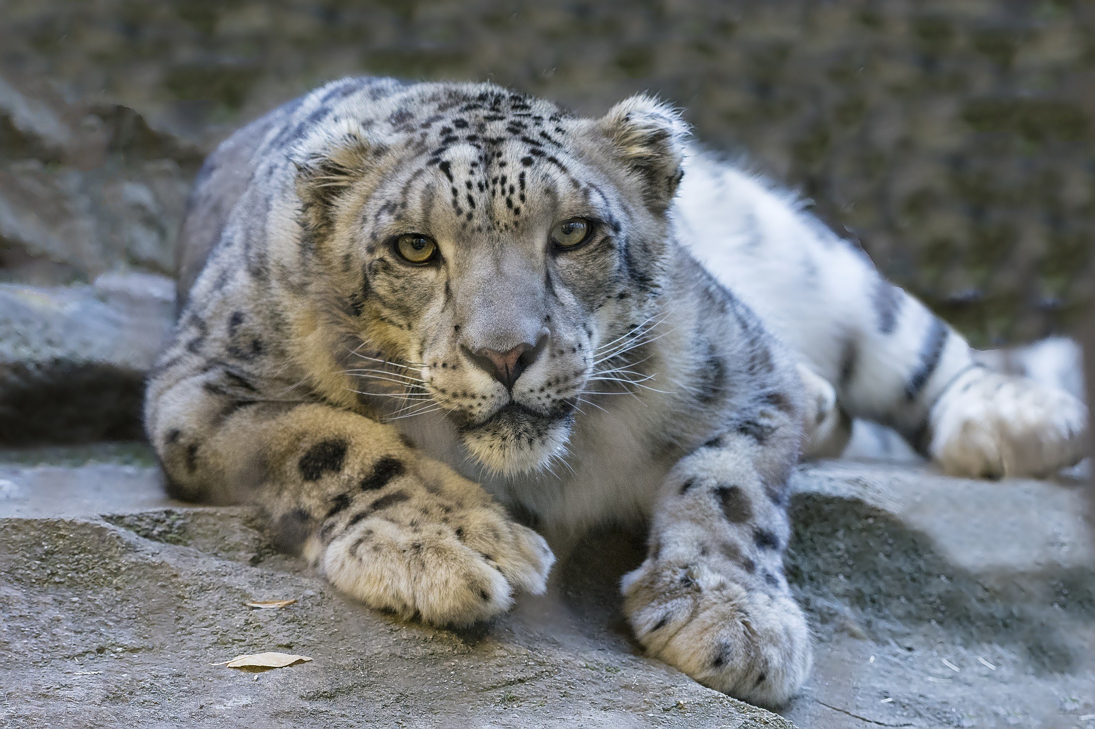 Snow Leopard