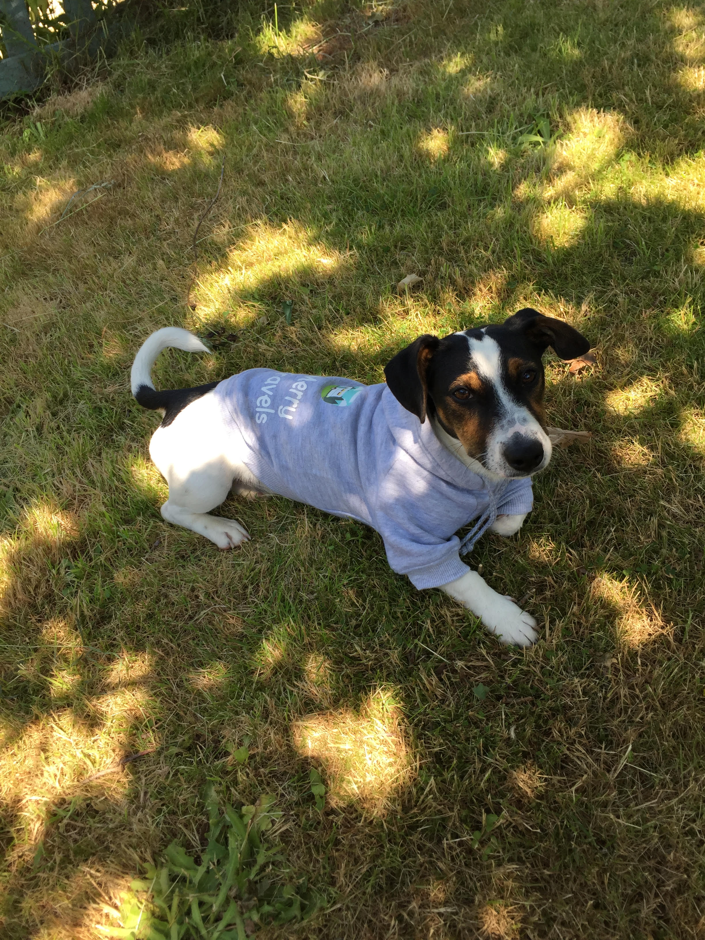 Bertie will need his dog hoodie this winter!