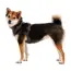 Ruffwear Front Range® Dog Harness in Basalt Grey (Medium) image 5