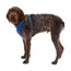 Ruffwear Front Range® Dog Harness in Blue Pool (Medium) image 5