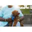 Ruffwear Front Range® Dog Harness in Blue Pool (Medium) image 6