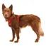 Ruffwear Front Range® Dog Harness in Red Canyon (Medium) image 5