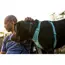 Ruffwear Front Range® Dog Harness in River Rock Green (Medium) image 6