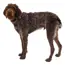 Ruffwear Front Range® Dog Harness - Moonlight Mountains Print (Small) image 5