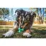 Ruffwear Toadstool™ Dog Toy in Moss Green (One Size) image 4