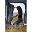 Vango Beta 350XL Tent (2025) image 10